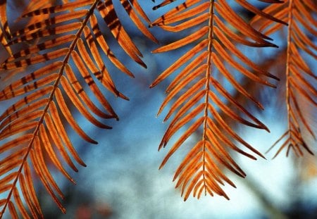 Untitled Wallpaper - leaves, flower, trees, green