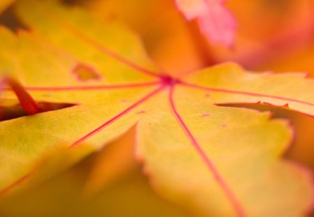 Untitled Wallpaper - leaves, flower, trees, green