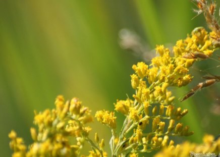 Untitled Wallpaper - flowers, nature, prairie, yellowflowers