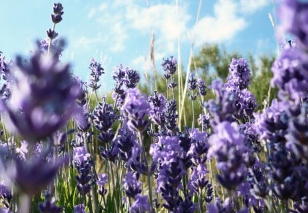 Untitled Wallpaper - purple, purple flowers