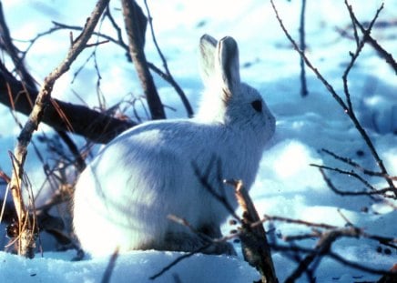 Untitled Wallpaper - white, rabbit, snow