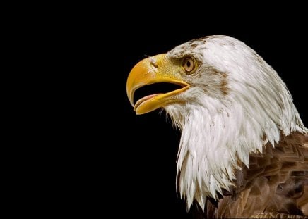 Untitled Wallpaper - eagle, bald eagle