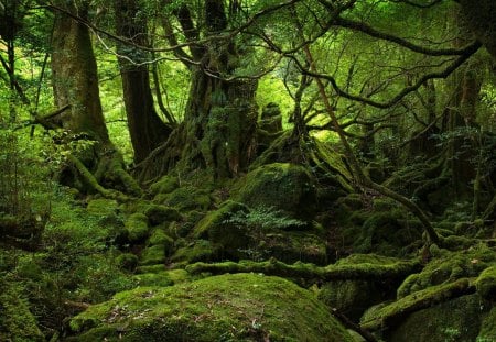 Lush Mossy Forest - lush, trees, photography, magical, moss, nature, mossy, forest, woods, yakushima forest, mythical, green