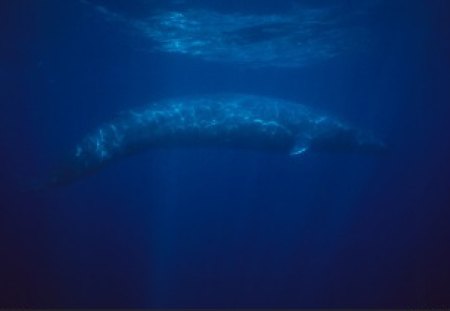 blue whale - perfect scene for an endangered specie, blue whale