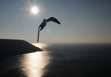 â™¥~â™¥~â™¥ Liberty â™¥~â™¥~â™¥ - fun, silhouette, hot, angel, animals, sun, god, lord, amazing, free, reflection, france, feather, sunrays, freedom, dream, stunning, nature, jesus, jesus christ, beautiful, beauty, nice, sky, photography, black, gorgeous, ocean, feathers, myst, shape, blue, flight, awesome, soul, dreams, magic, great, sunset, seagull, widescreen, wind, other, oiseau, cool, birds, light, peace, wild, animal, fairy, meditation, sunrise, sea, dreamy, mystic, beach, peaceful, water, spiritual, bretagne, spirit, liberty, clouds, winter, mystical, bird, serenity, picture, winged, prayer, wing, twilight, colors, mysterious