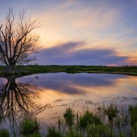 The guardian tree