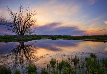 The guardian tree - tree, nature