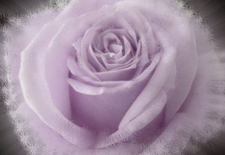 Rose - flowers, rose, 3d