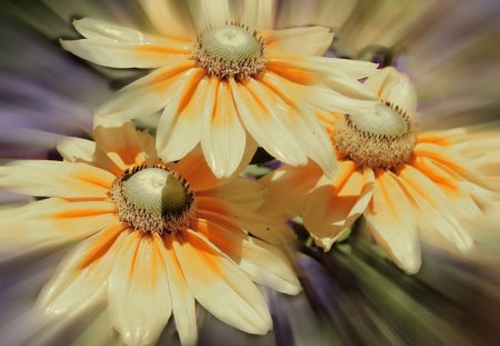 Flowers - flowers, yellow