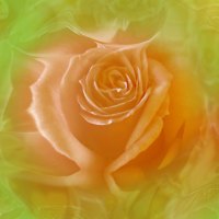 Orange rose