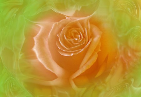 Orange rose - flowers, rose