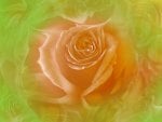 Orange rose