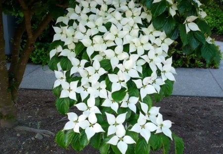 Heavy with Bloom - dogwood, flowers, summer, tree, widescreen, washington