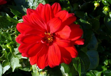 Beauty of Red - summer, widescreen, flower, red