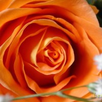 Orange rose