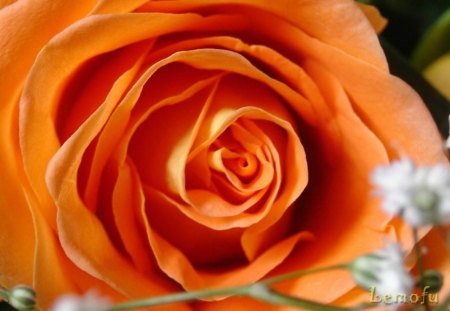 Orange rose - nature, orange, flowers, rose, lovely, flower