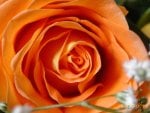 Orange rose