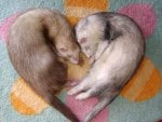 Ferret Love