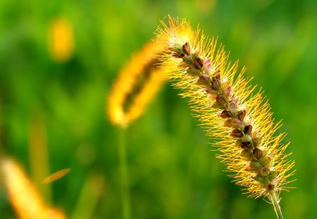 spikish green wheat flower