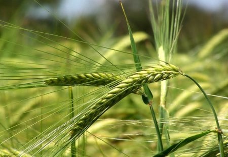 Wheat plant - plant, wheat, green wheat