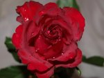 Red rose