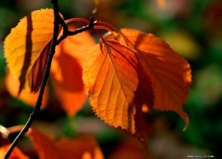 orange leaves! - leaves, relaxing, nice view