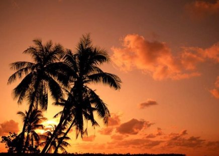 sunset! - palm trees, sunset