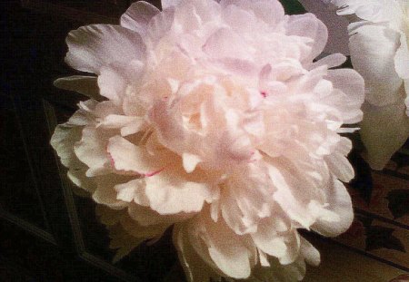 My Pink Peony - nature, peony, flowers, pink