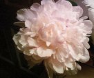 My Pink Peony