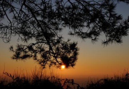 Sunrise - romantic, great, sunrise, light, sunrays, bretagne, nice, other, hot, calming, beauty, gold, sunbeam, colors, wonderful, nature, sunset, picture, serenity, amazing, beach, mystic, holidays, forest, reflection, dark, dawn, aurore, twilight, colored, color, golden, france, sky, sun, clouds, trees, shape, beautiful, photography, beaches, sea, morning, cool, orange, ocean, tree, black, colorful, awesome, fairy, cloud, peaceful, mysterious, dreamy