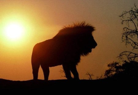 Male Lion - silhouetted, lion, cat, sun, shrubs