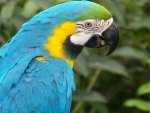 Blue Macaw Parrot