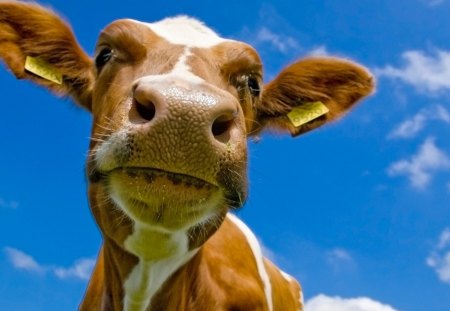 Cow - white, face, cute, cow