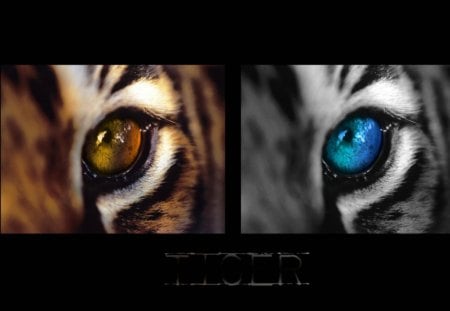 tiger eyes - photography, abstract