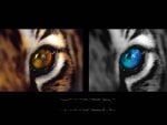 tiger eyes