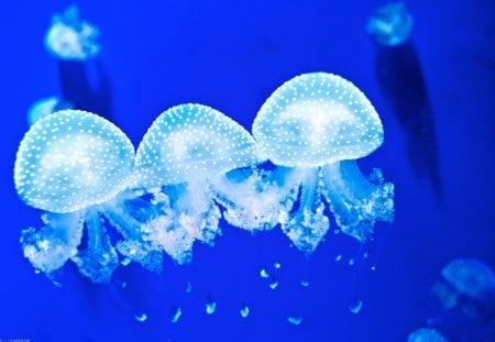 jellyfish - animals, other