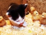 chick cat