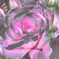 Pastel Chrome Rose