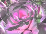 Pastel Chrome Rose