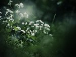 The white flowers plant