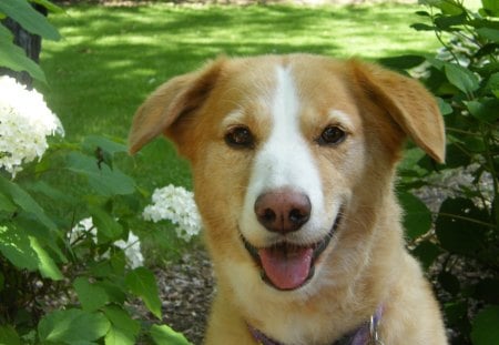 Happy  - green, lawn, dog, flower