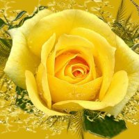 Yellow rose