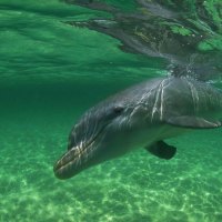 Dolphin in Green Water