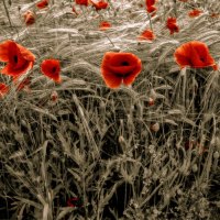 Red flowers