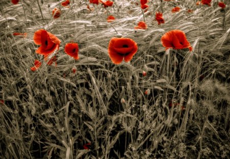 Red flowers - flowers, red