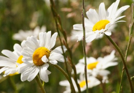 lilly - flowers, lilly, yellow, grass, field