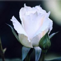 rose blanche