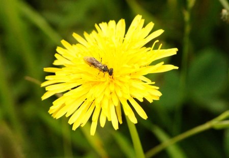 bug on a flower - bugs, yellow, green, flowers, grass