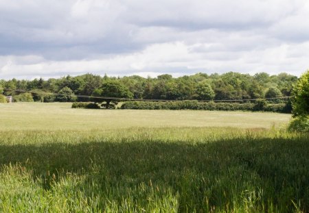 sunny field - skies, nature, green, grass, tree