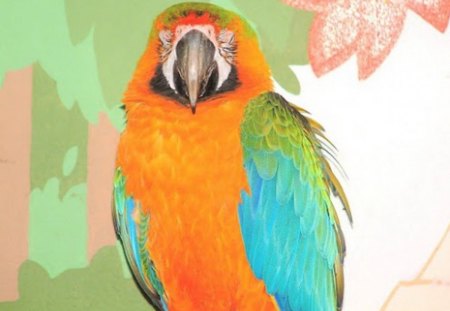 perroquet - beau, belle, perroquet, couleur, parrot